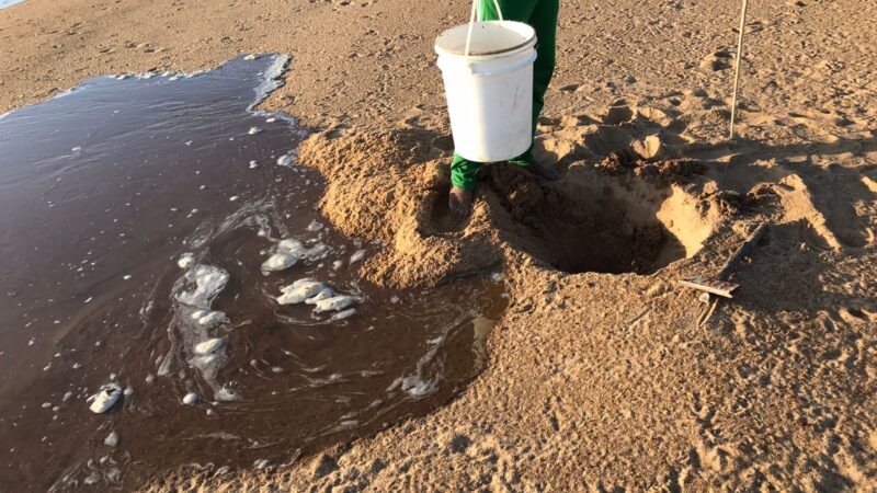 Tartarugas brancas raras são soltas no Rio Branco em Roraima