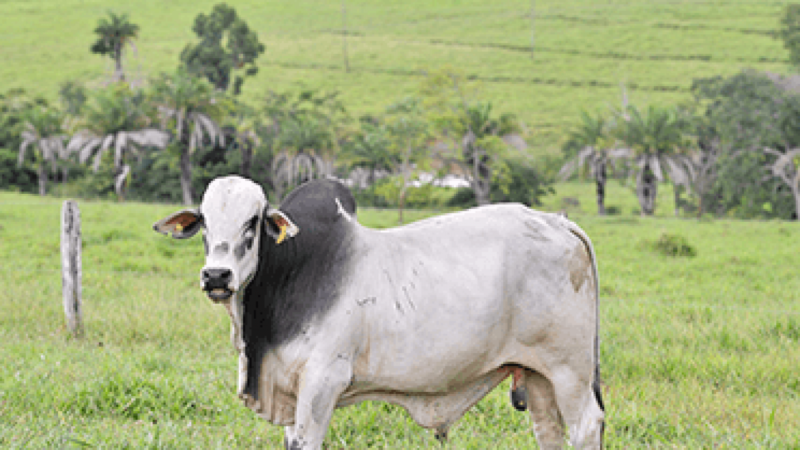 Polícia Civil investiga furto de gado em fazendas na zona Rural de Boa Vista