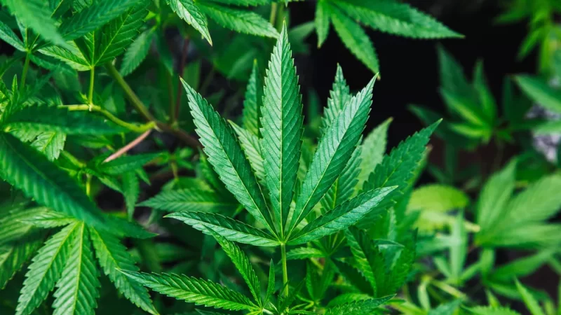 Justiça obriga que governo garanta medicamento à base de cannabis para adolescente