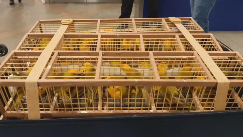 480 pássaros são encontrados em malas de passageiro no Aeroporto de Brasília