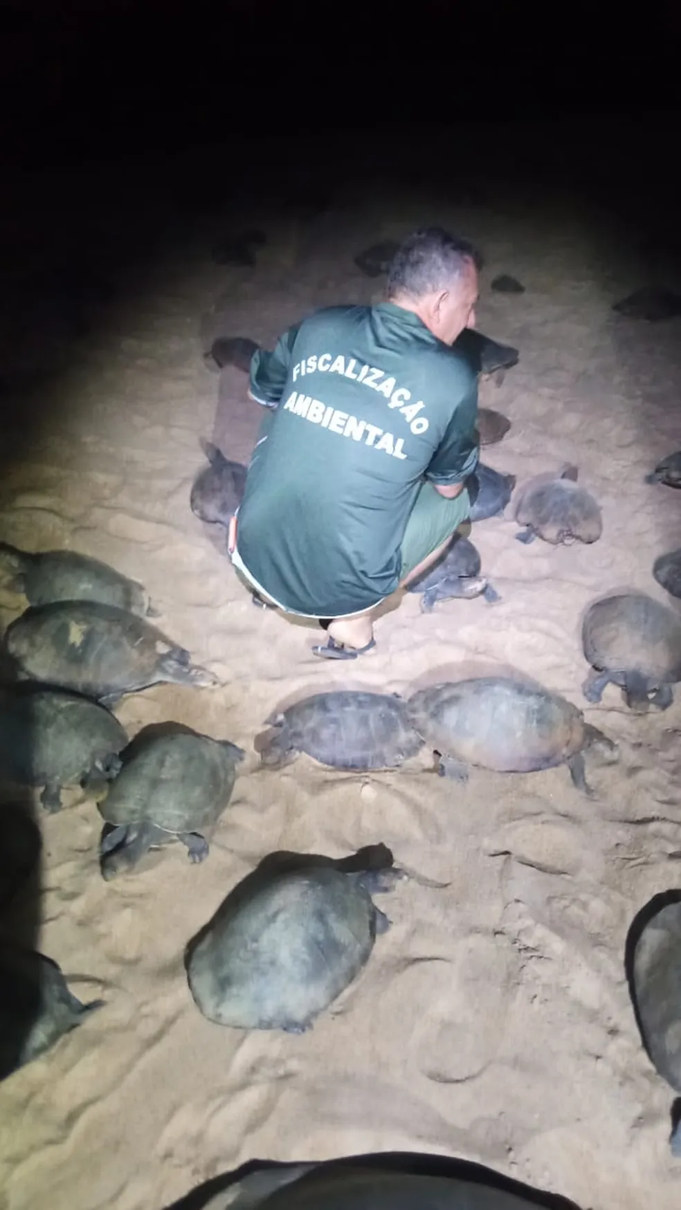 Mais de 100 tartarugas que seriam traficadas em sacos de fibra são resgatadas