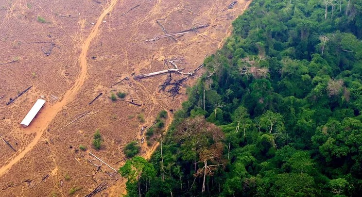 Desmatamento na Amazônia tem queda de 39% no primeiro semestre; índice é o 3º menor para o período desde 2015