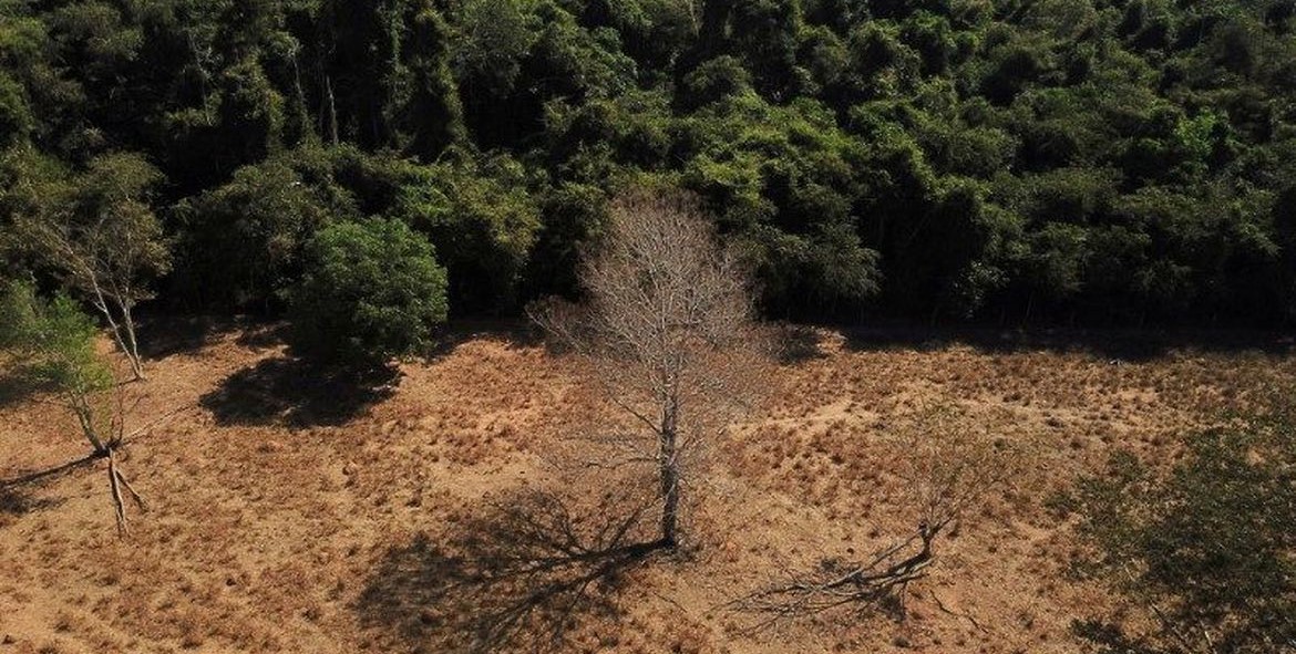 Desmatamento no Brasil cresceu 22% em 2022; atividade agropecuária responde por 95,7% do desflorestamento