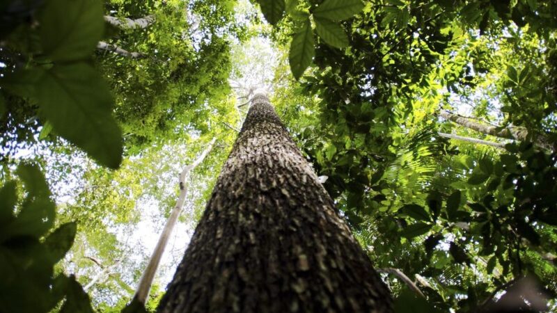 Para aumentar segurança, governo estuda ampliar faixa de fronteira da Amazônia Legal de 150 km para 250 km