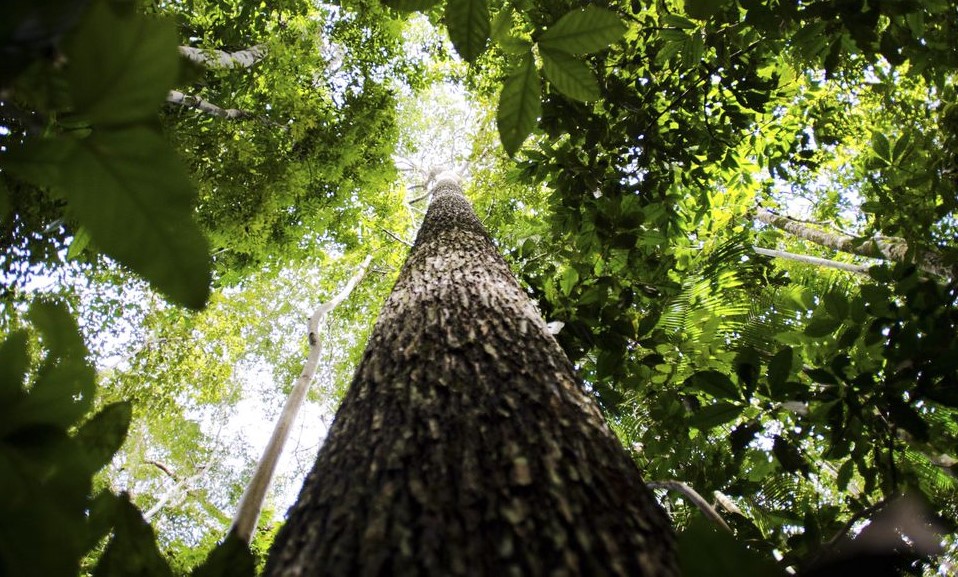 Para aumentar segurança, governo estuda ampliar faixa de fronteira da Amazônia Legal de 150 km para 250 km