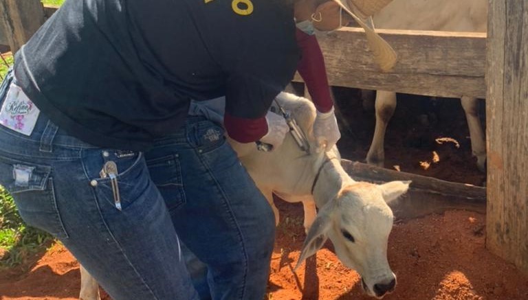 Campanha de vacinação contra febre aftosa em Roraima é lançada neste sábado em fazenda de Mucajaí