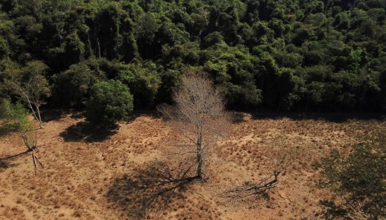 Brasil perde 15% de florestas naturais em quase 40 anos, diz MapBiomas