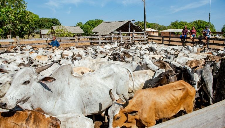 Mais de 4,2 mil animais de comunidades indígenas de Boa Vista devem ser vacinados contra aftosa