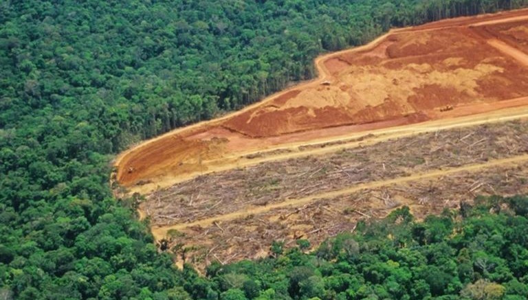 Desmatamento na Amazônia cai 22% em um ano, mas onda de queimadas preocupa