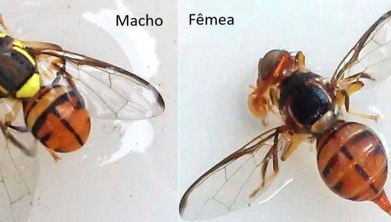 Mosca da carambola leva Roraima à emergência fitossanitária