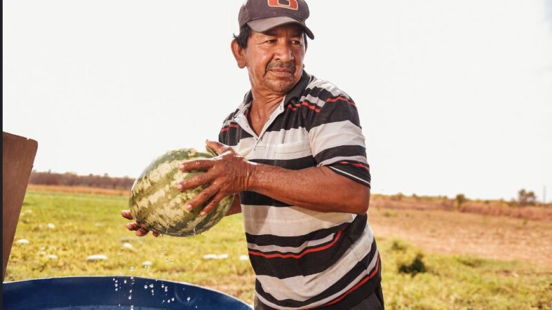 Produtores indígenas do Truaru colhem cerca de duas toneladas e meia de melancia