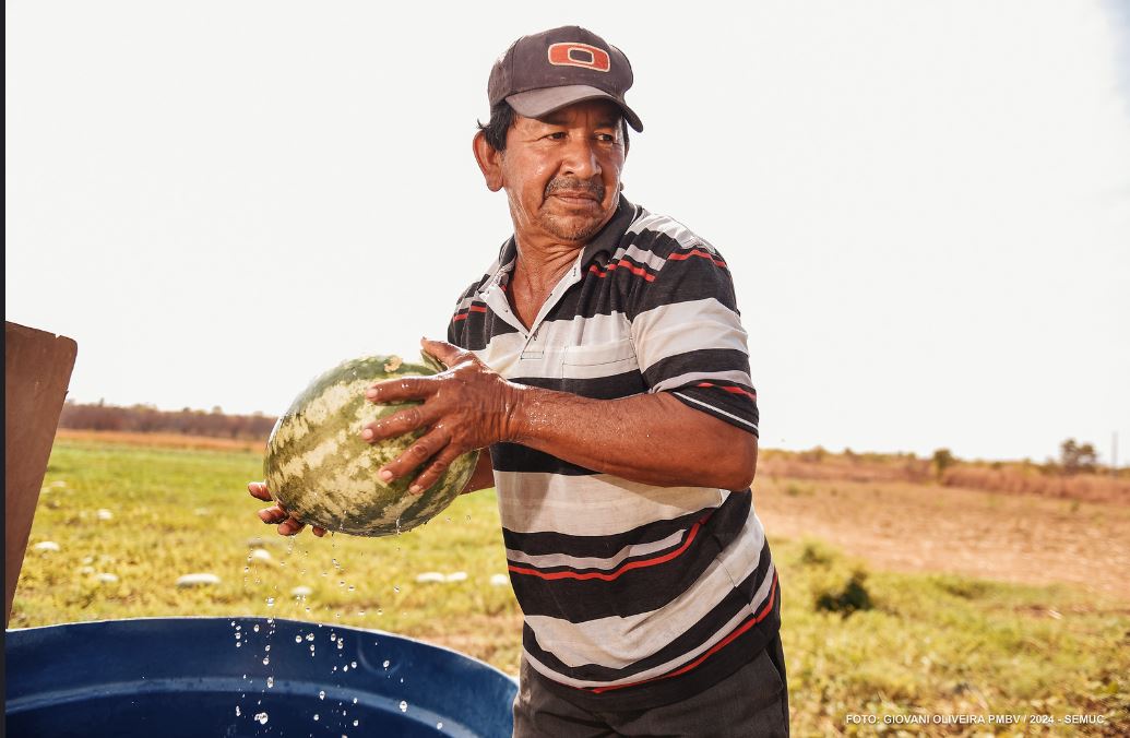 Produtores indígenas do Truaru colhem cerca de duas toneladas e meia de melancia