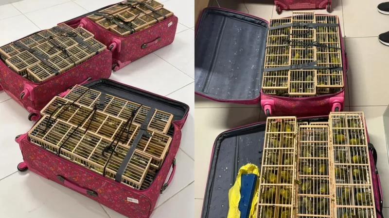 Polícia prende homem em aeroporto de Boa Vosta tentando embarcar com 400 canários-da-terra em malas