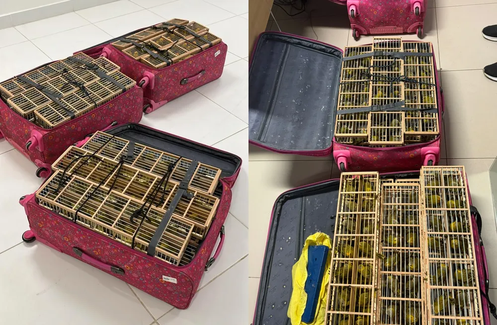 Polícia prende homem em aeroporto de Boa Vosta tentando embarcar com 400 canários-da-terra em malas