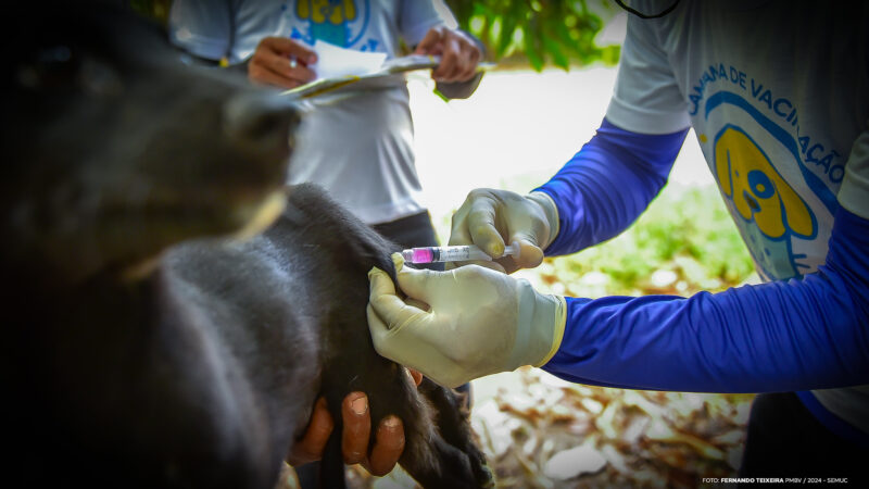 Assembleia Legislativa de Roraima endurece leis de proteção aos animais