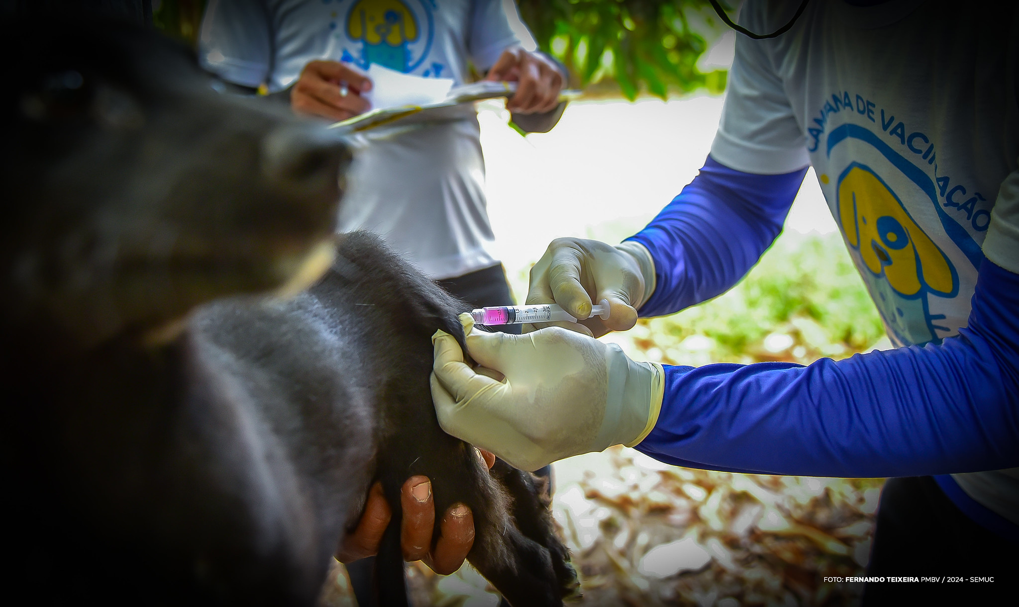 Assembleia Legislativa de Roraima endurece leis de proteção aos animais