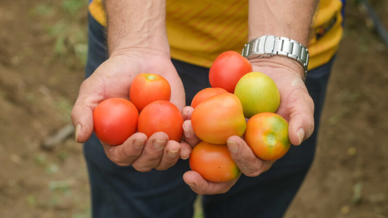 Produção de tomates impulsiona renda e sustentabilidade em comunidade indígena de Boa Vista