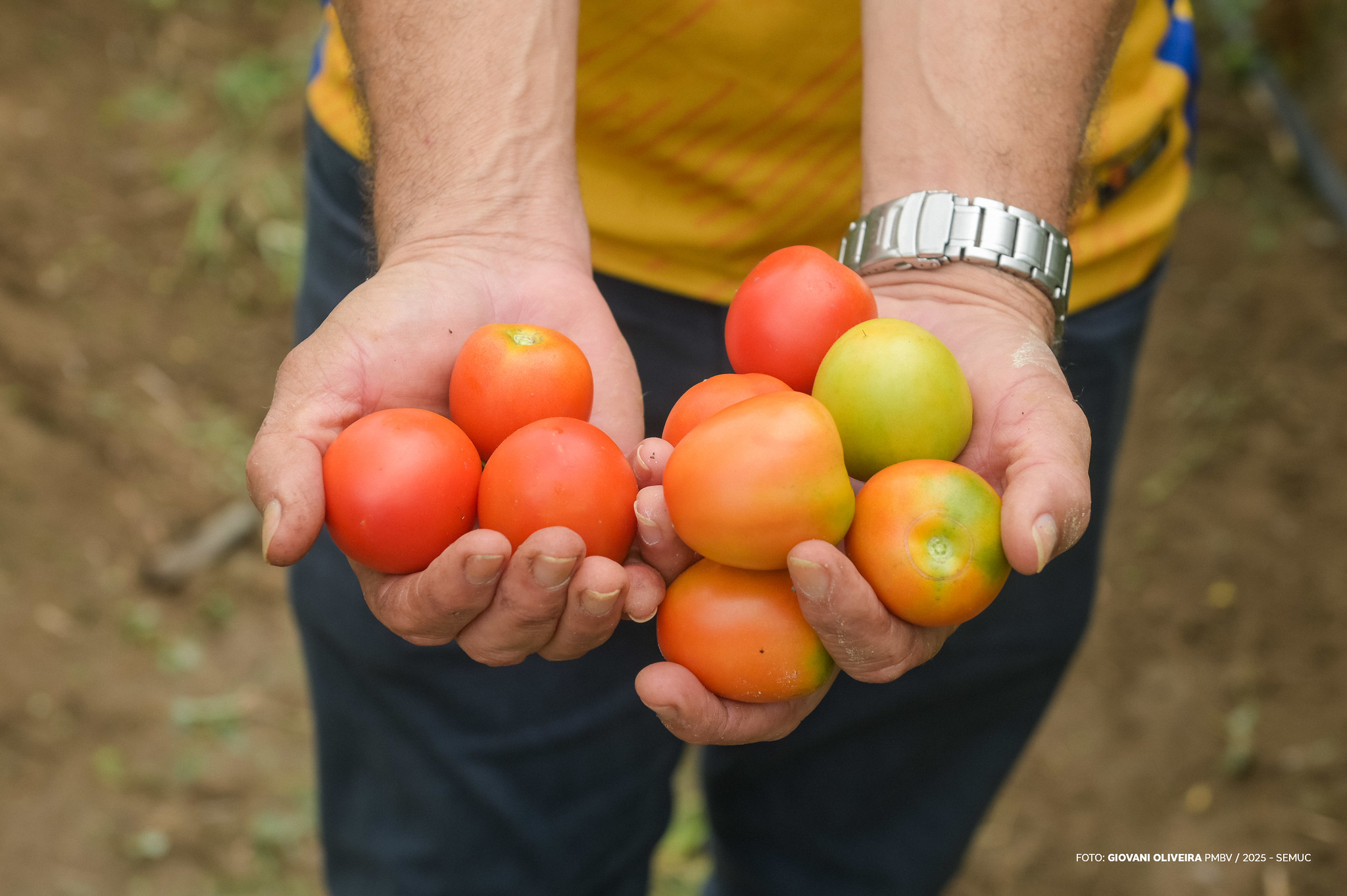 Produção de tomates impulsiona renda e sustentabilidade em comunidade indígena de Boa Vista