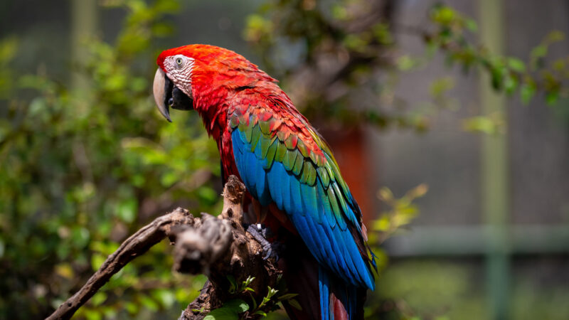 Bosque dos Papagaios tem programação pelo Dia Mundial do Meio Ambiente