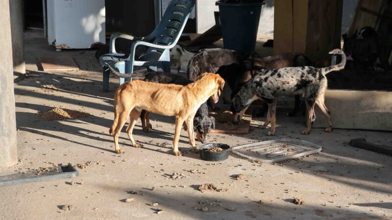 Presidente da comissão de defesa animal pede adoções e denuncia ausência do estado