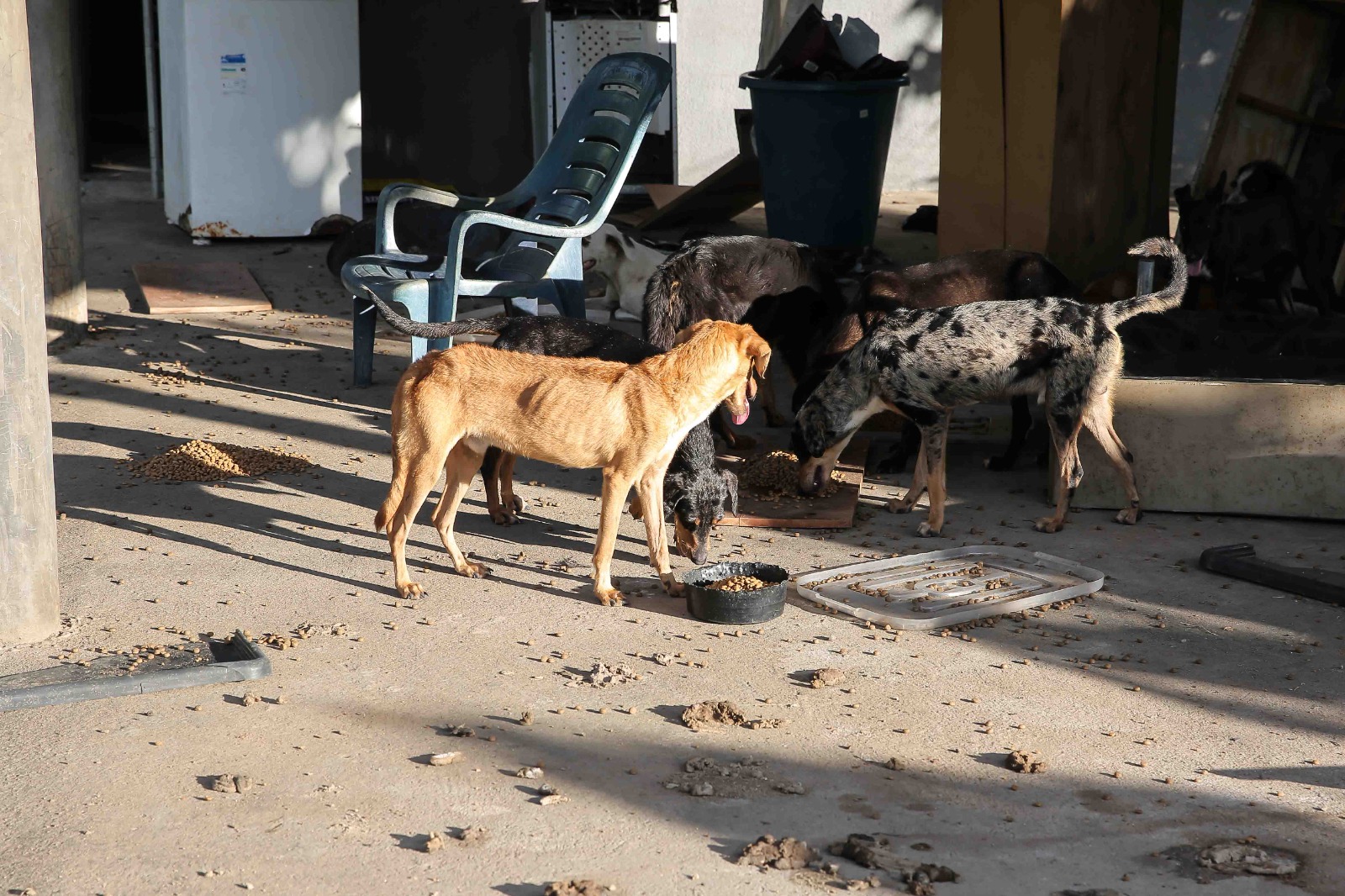 Presidente da comissão de defesa animal pede adoções e denuncia ausência do estado
