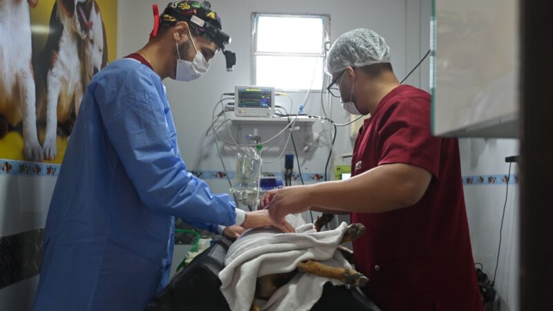 Moradores aproveitam mutirão de castração gratuita do Programa do Bem-Estar Animal em Iracema