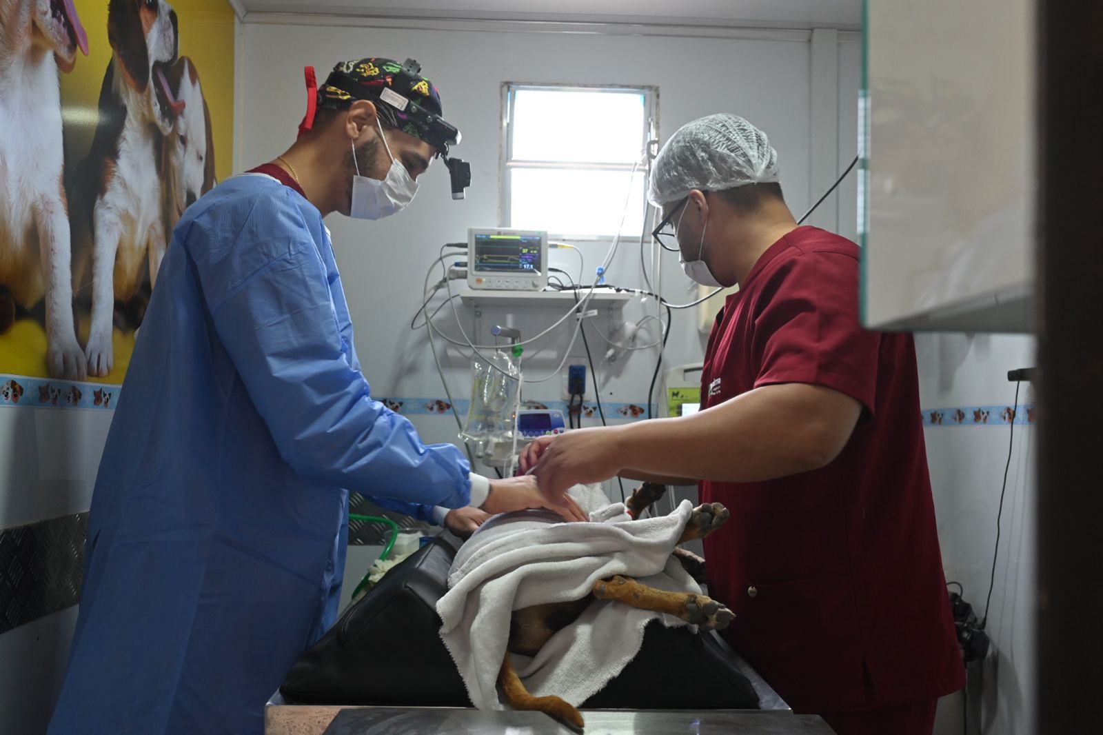 Moradores aproveitam mutirão de castração gratuita do Programa do Bem-Estar Animal em Iracema