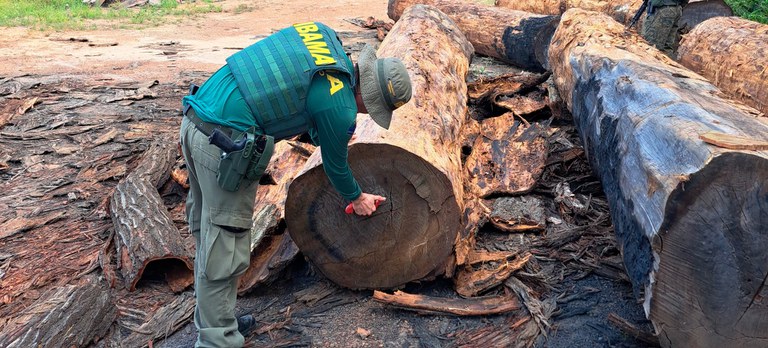 Agentes identificam uso ilegal de castanheiras na indústria madeireira em Roraima