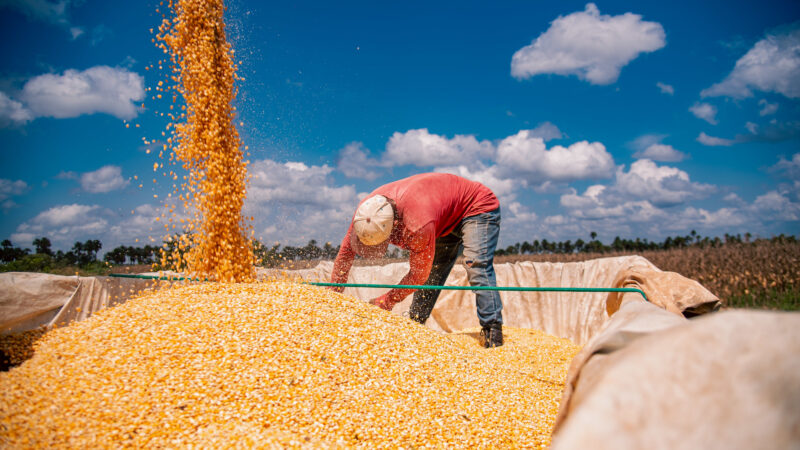 Com assistência do município, produtores rurais aumentam produtividade e garantem mais renda às famílias do campo